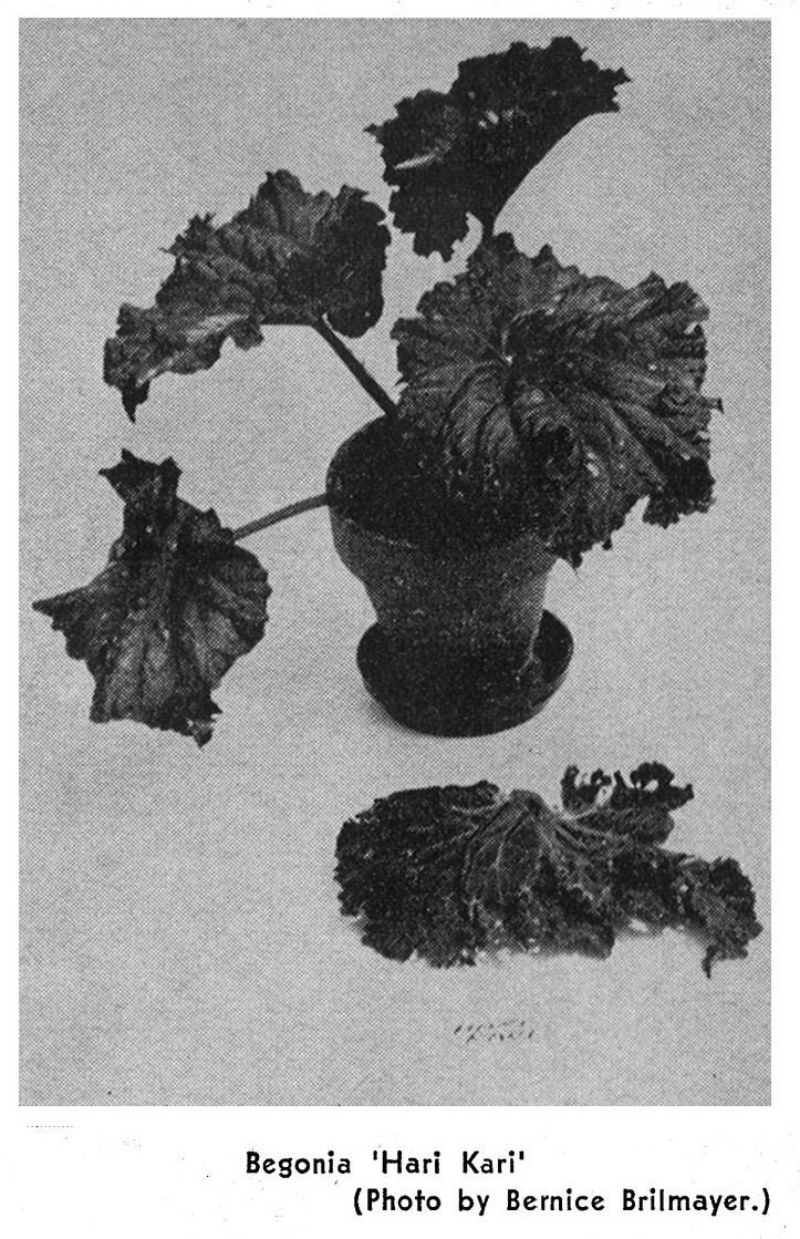 B. ‘Hari Kari’